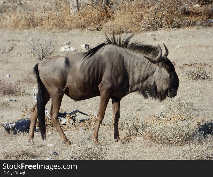 Wildebeest, Wildlife, Terrestrial Animal, Fauna