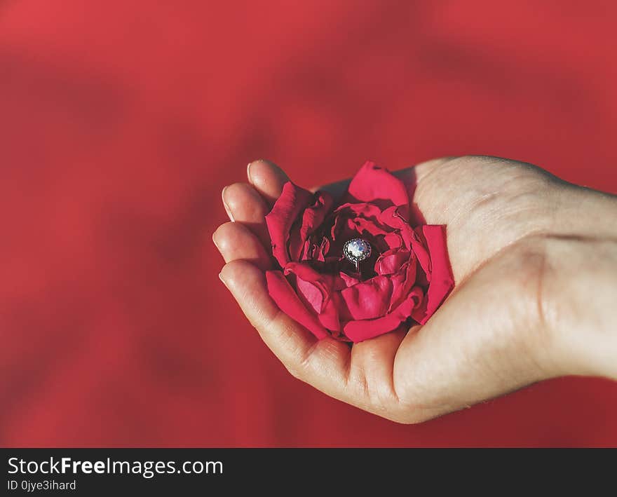 Flower, Red, Pink, Close Up