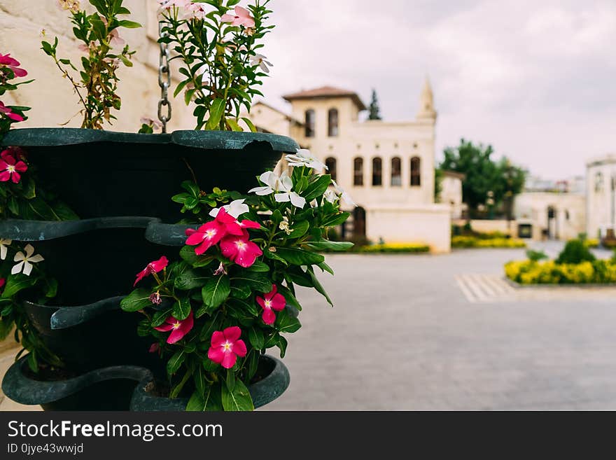 Flower, Plant, Flora, Flowering Plant