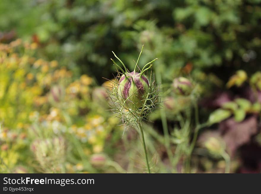 Plant, Flora, Vegetation, Flower