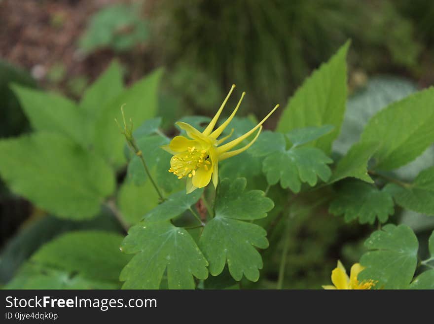 Flower, Flora, Plant, Leaf