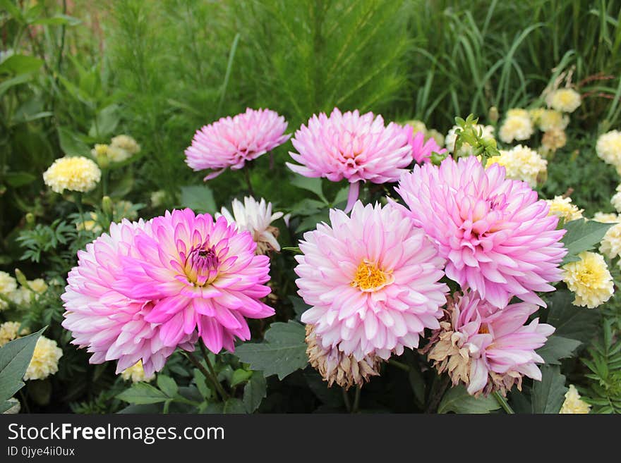 Flower, Plant, Flowering Plant, Aster