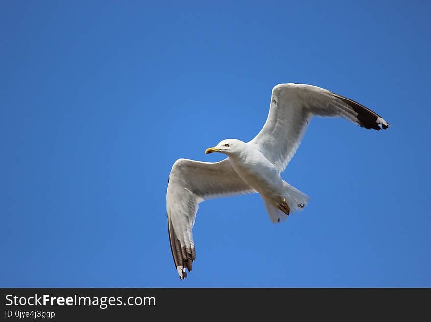 Bird, Sky, Seabird, Fauna