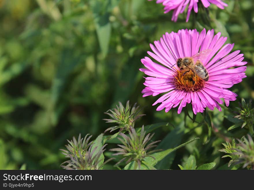 Flower, Nectar, Aster, Pollinator