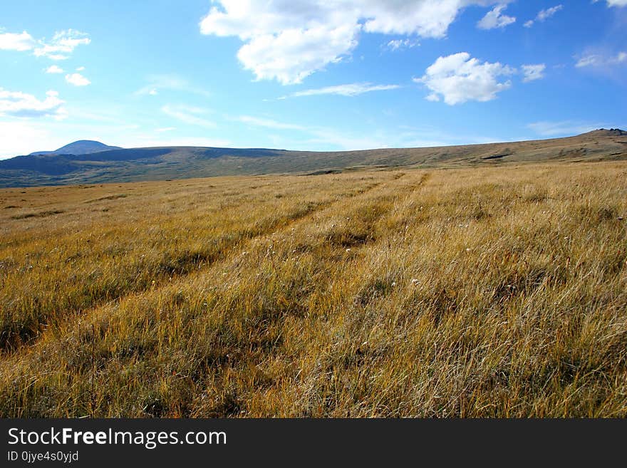 Grassland, Ecosystem, Prairie, Steppe