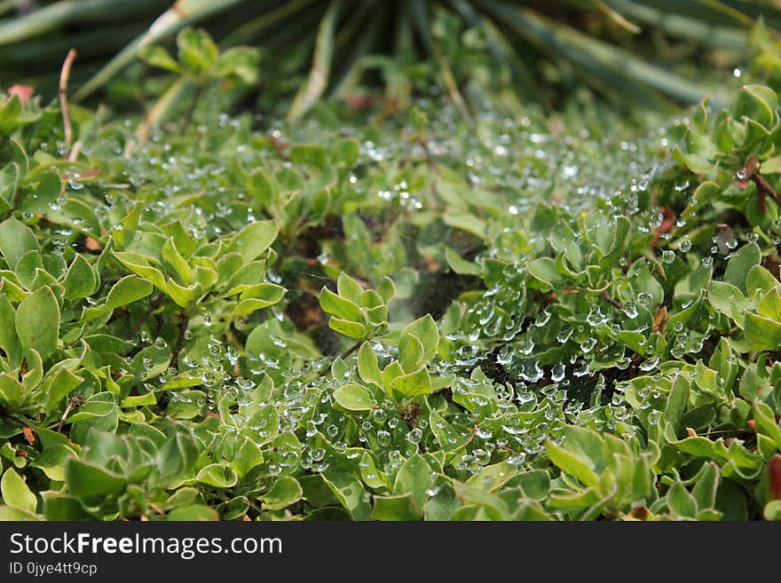 Vegetation, Plant, Leaf, Water