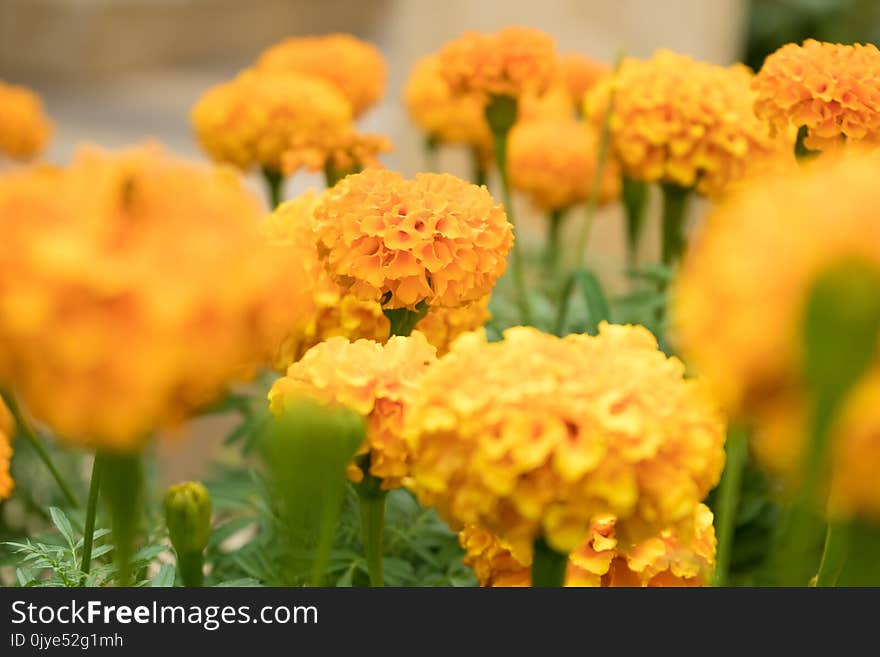 Yellow, Flower, Spring, Annual Plant