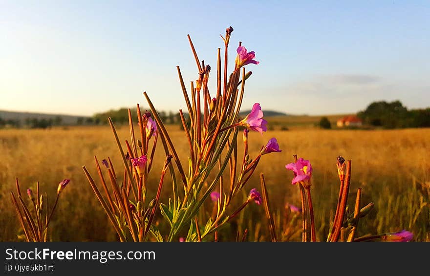 Ecosystem, Prairie, Field, Grassland