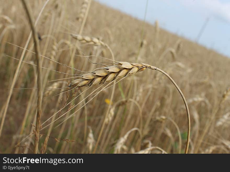 Food Grain, Wheat, Rye, Grass Family