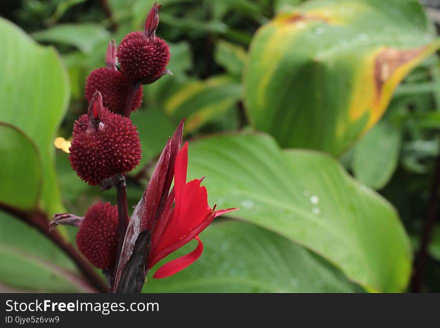 Plant, Flower, Flora, Vegetation