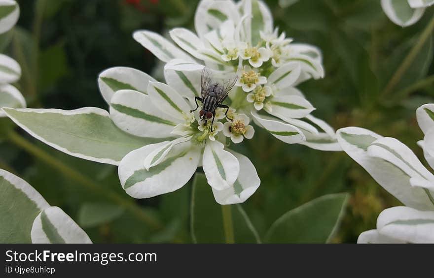 Flower, Plant, Flora, Membrane Winged Insect