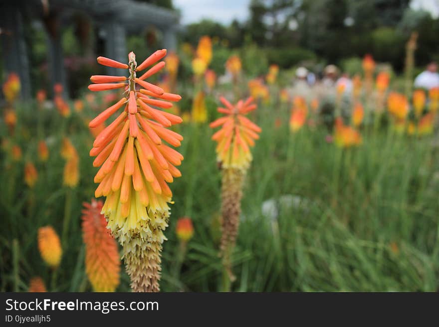 Flower, Torch Lily, Plant, Flora