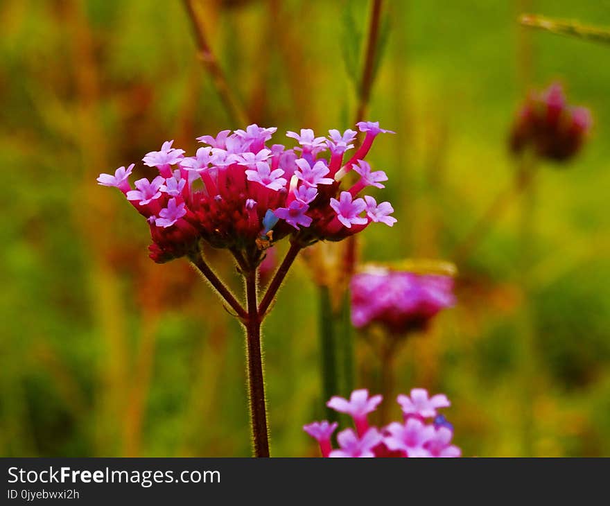 Flower, Flora, Plant, Pink