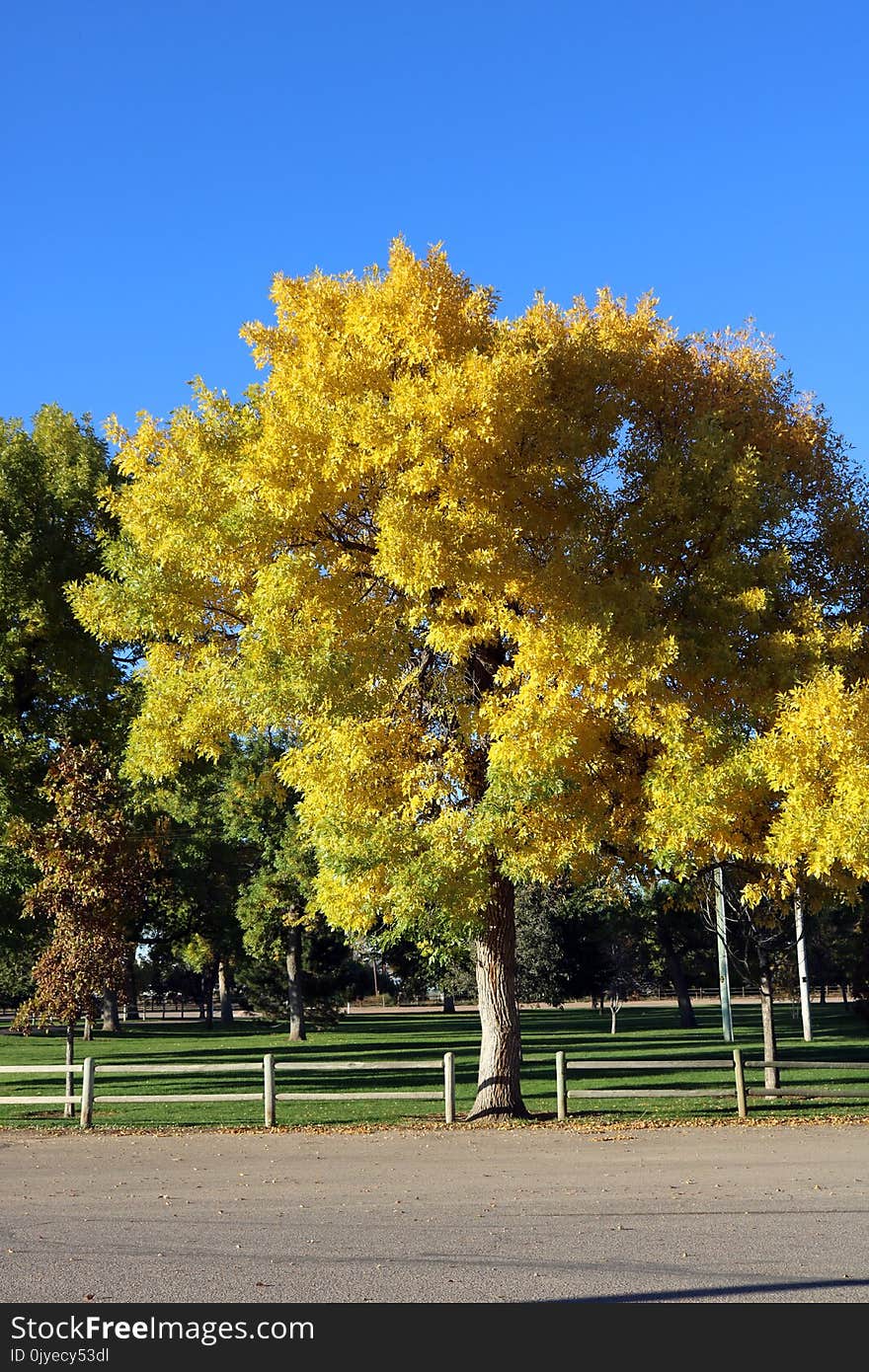 Tree, Leaf, Nature, Woody Plant