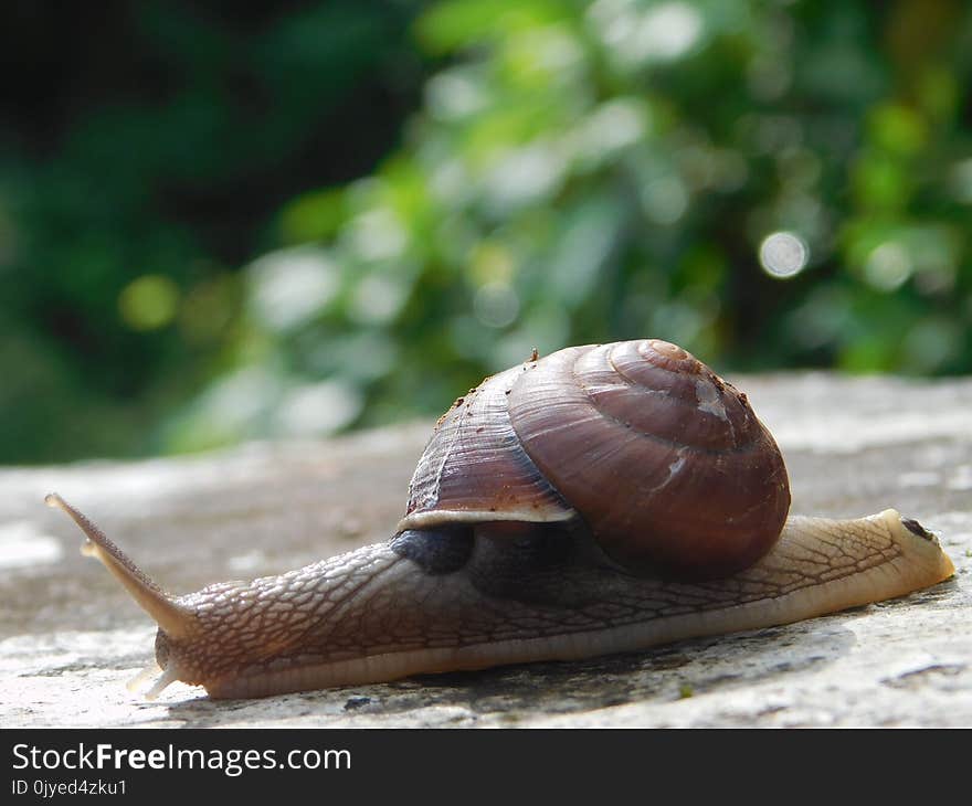 Snails And Slugs, Snail, Molluscs, Slug