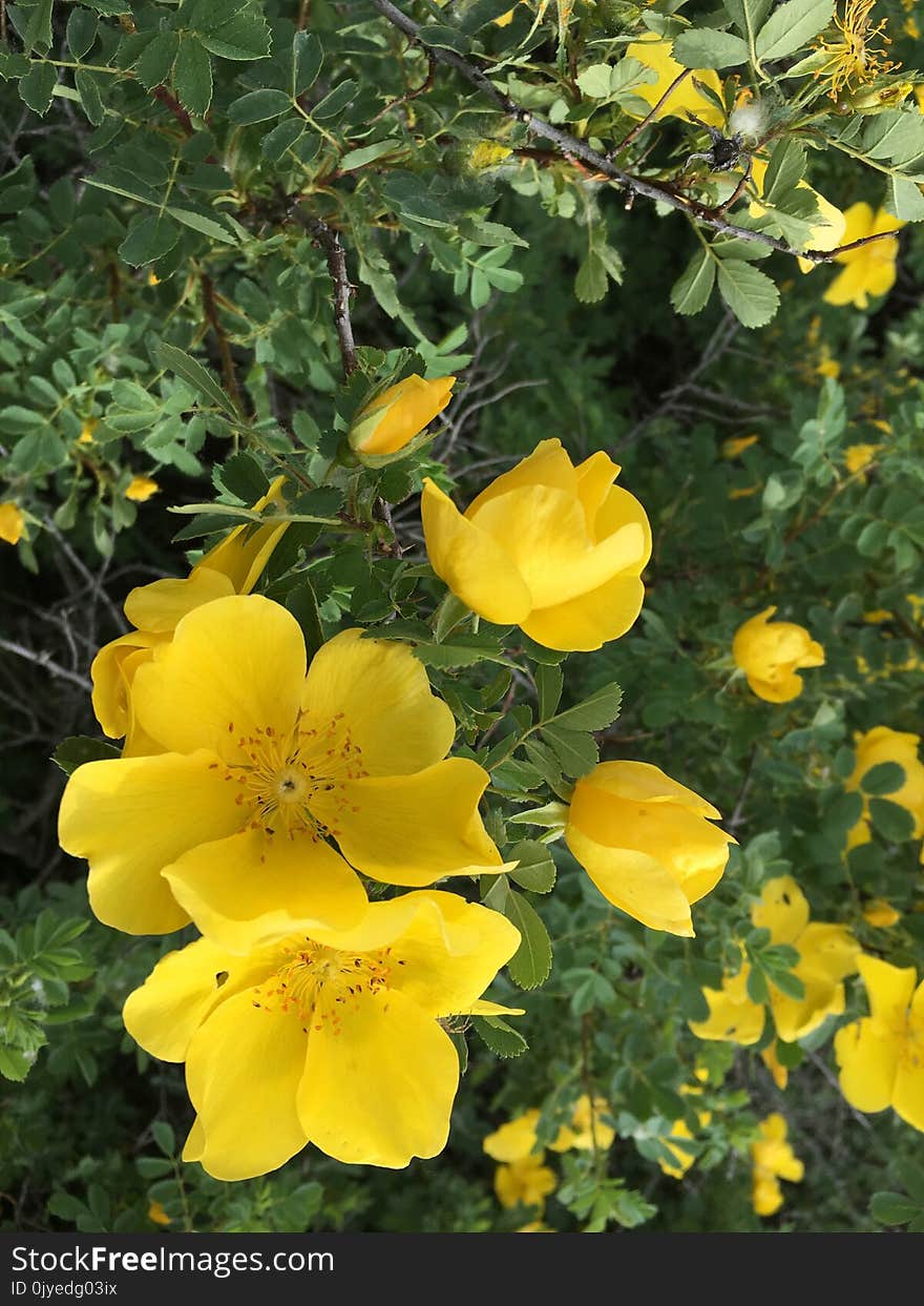 Flower, Yellow, Flora, Plant