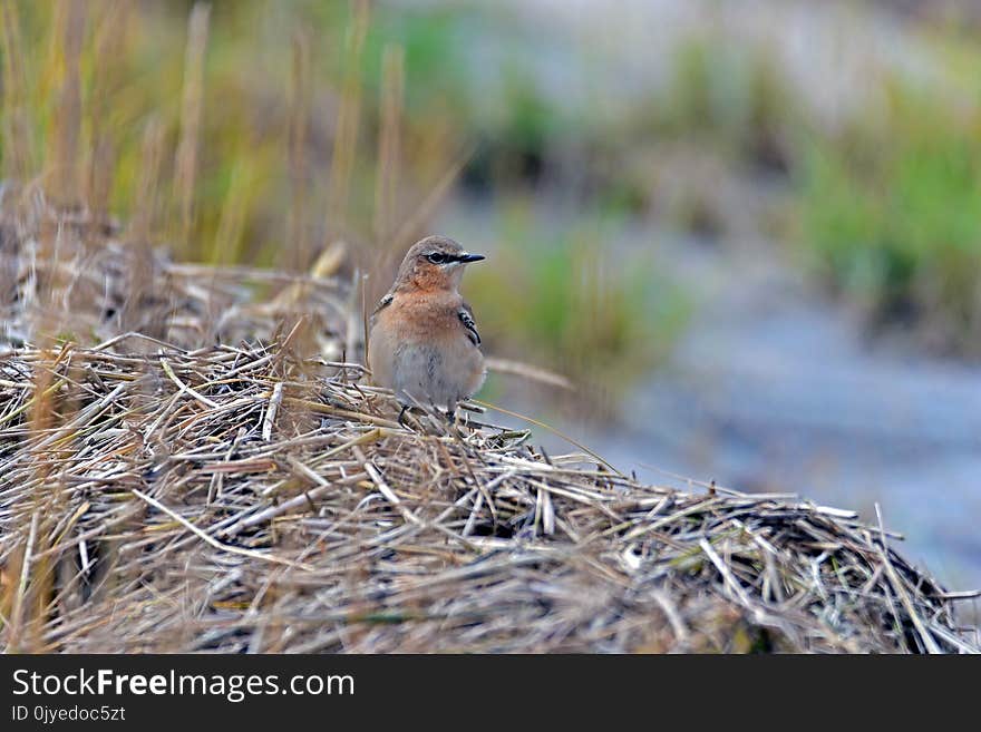 Bird, Ecosystem, Fauna, Beak