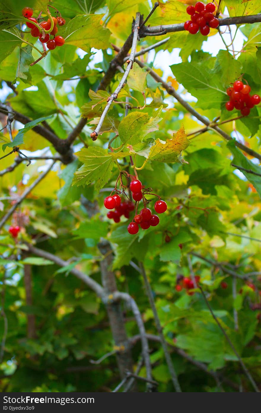 Plant, Berry, Fruit, Rowan