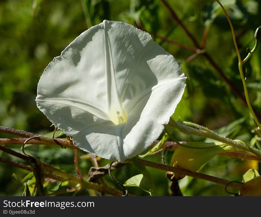 Plant, Flora, Leaf, Flower