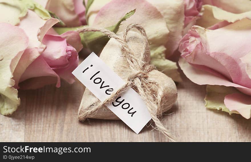 Pink, Flower, Petal, Wedding Favors