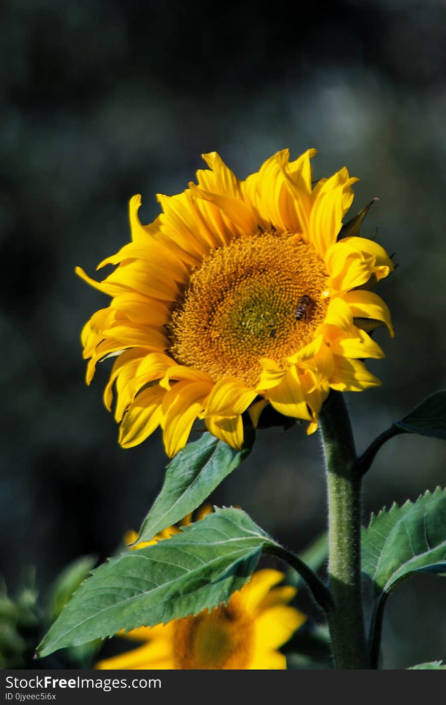 Flower, Sunflower, Yellow, Sunflower Seed