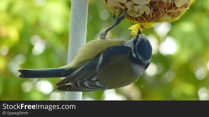 Bird, Fauna, Beak, Branch