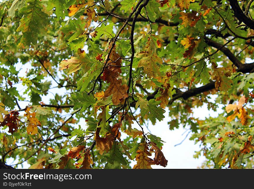 Tree, Branch, Leaf, Autumn