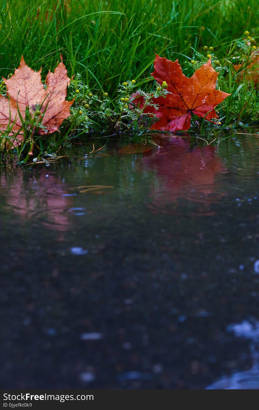 Water, Flower, Leaf, Reflection