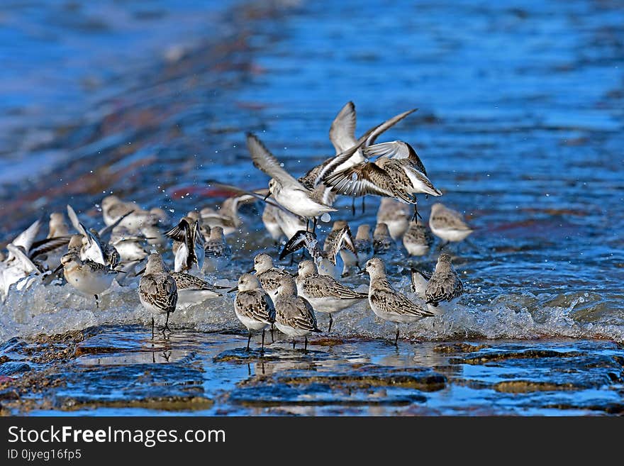 Bird, Water, Fauna, Water Bird