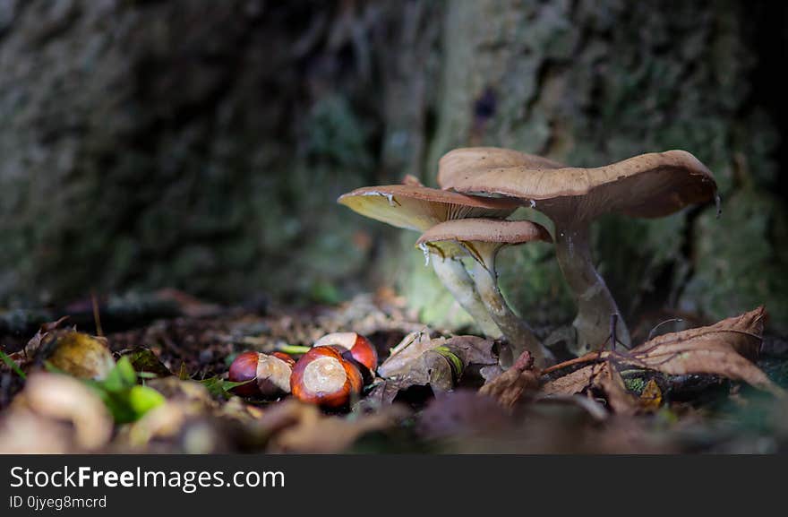 Mushroom, Fungus, Edible Mushroom, Medicinal Mushroom