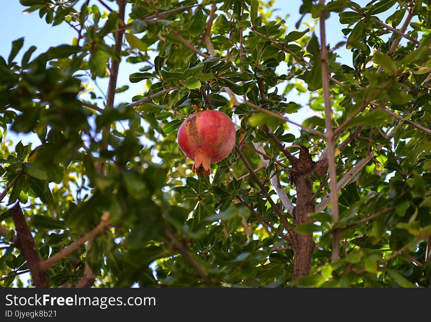 Plant, Vegetation, Pomegranate, Fruit Tree