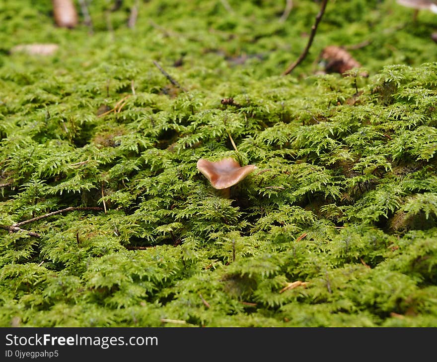 Vegetation, Plant, Non Vascular Land Plant, Moss