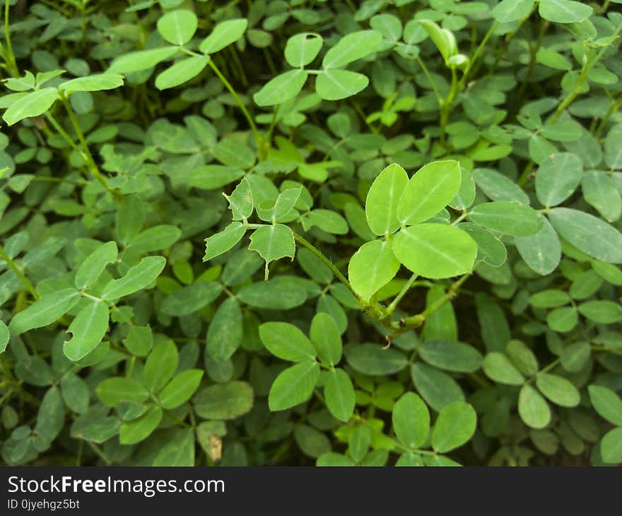 Plant, Leaf, Herb, Grass