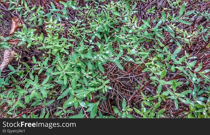 Plant, Grass, Flora, Herb