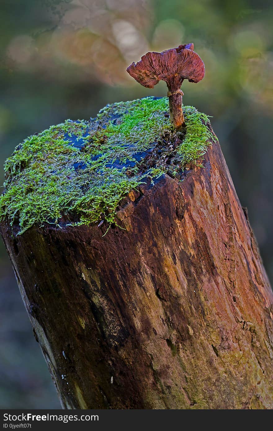 Leaf, Tree, Rock, Trunk