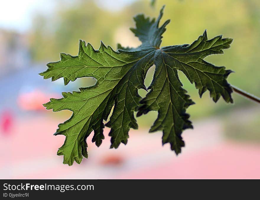 Leaf, Tree, Branch, Plant