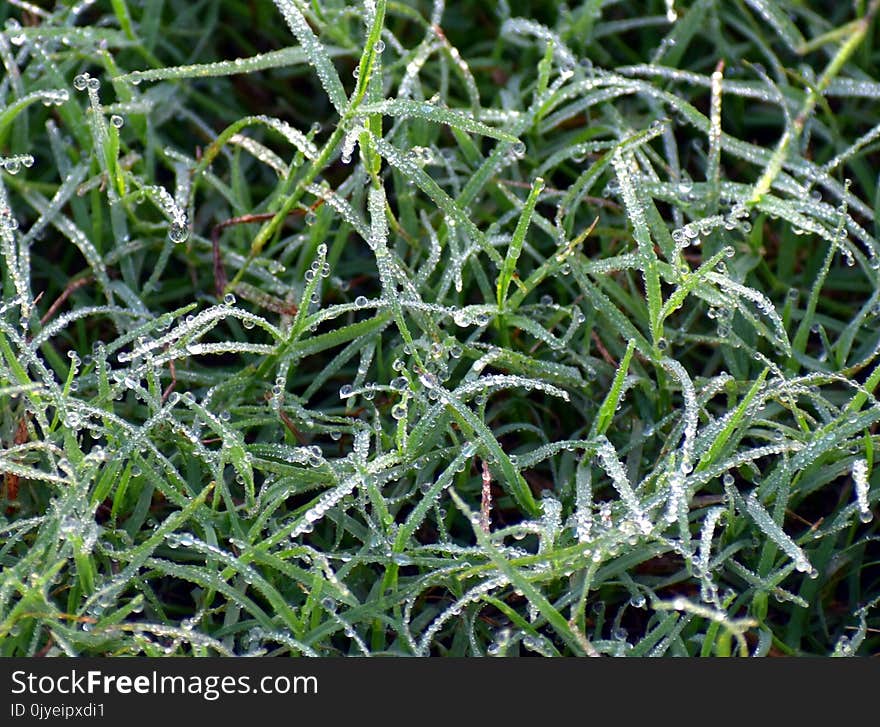 Plant, Grass, Water, Flora