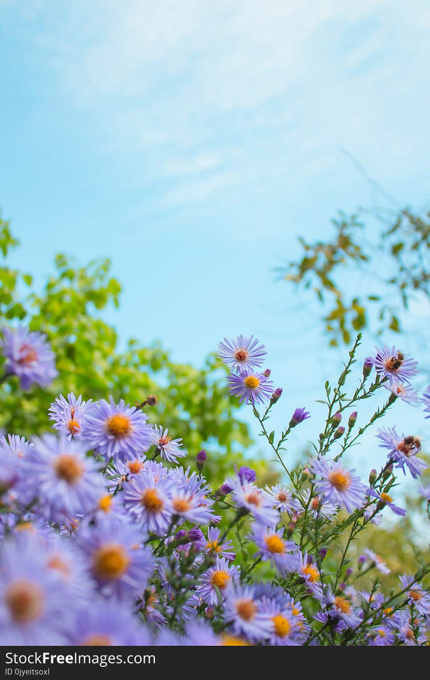 Flower, Aster, Sky, Flowering Plant