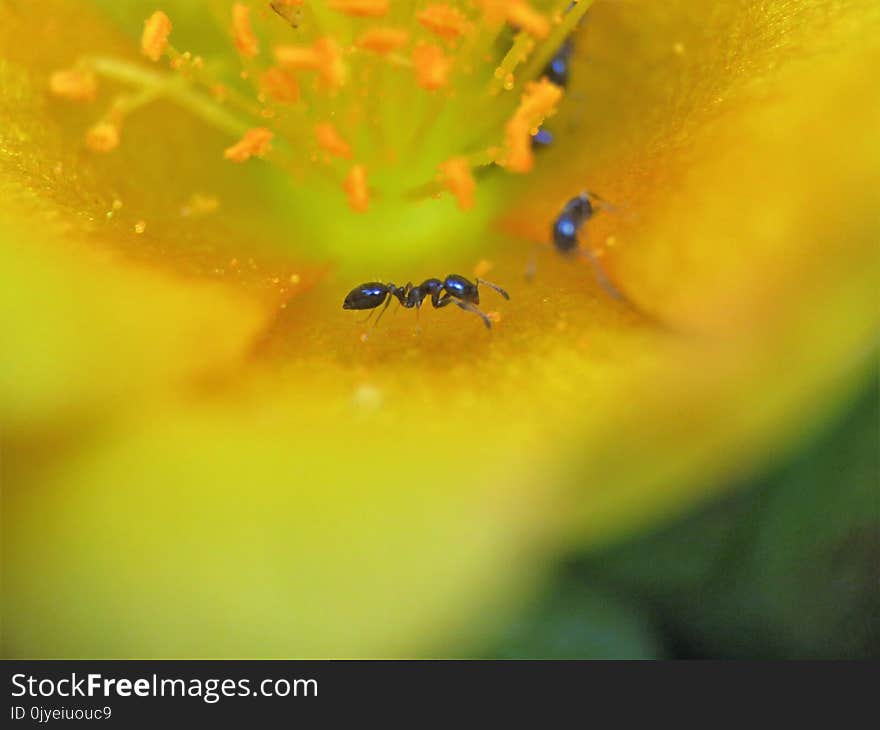 Yellow, Macro Photography, Close Up, Dew