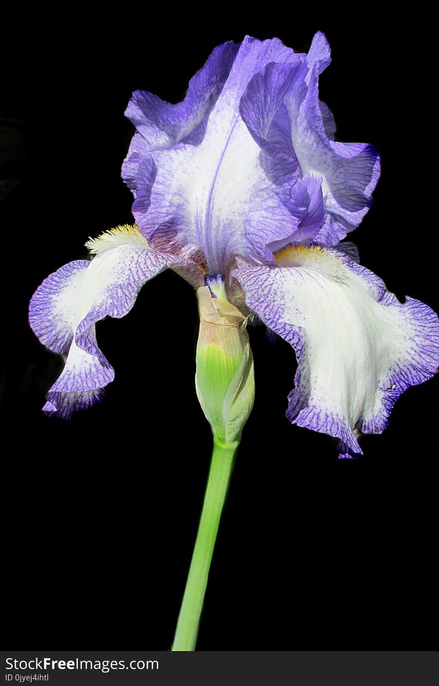 Flower, Flowering Plant, Plant, Purple