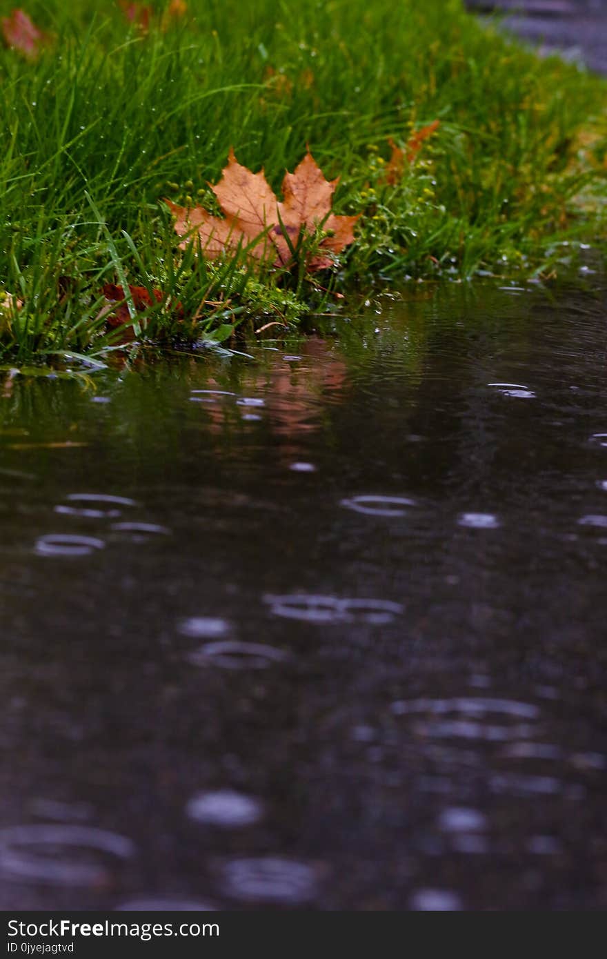 Water, Reflection, Leaf, Pond