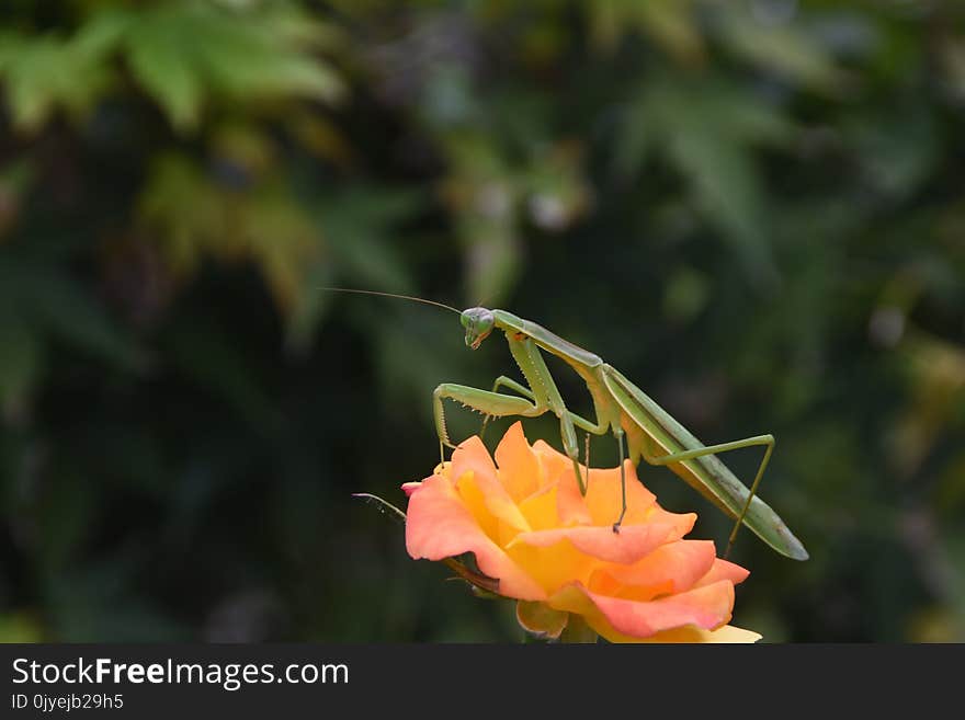 Vegetation, Flower, Flora, Wildflower