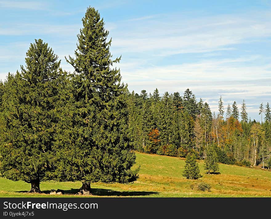 Tree, Ecosystem, Nature, Woody Plant