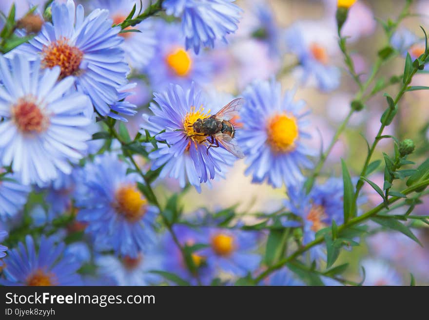 Flower, Aster, Spring, Nectar