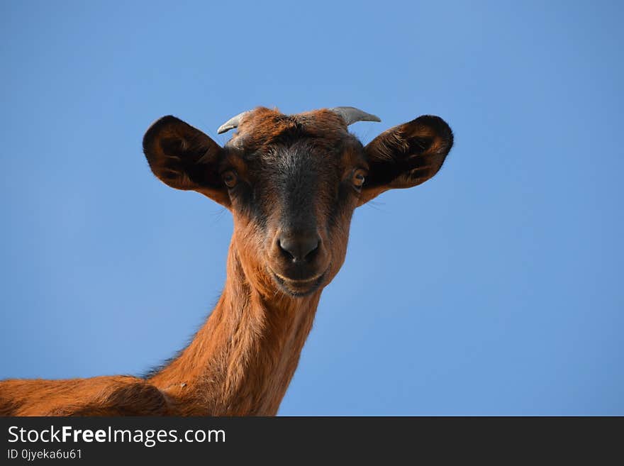 Fauna, Wildlife, Cattle Like Mammal, Horn