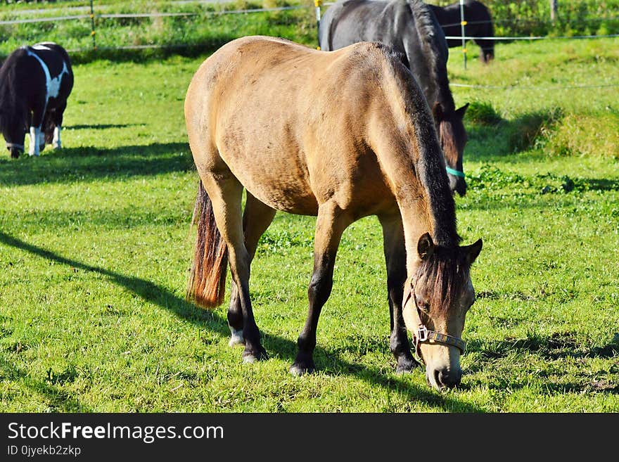 Horse, Pasture, Grazing, Grass