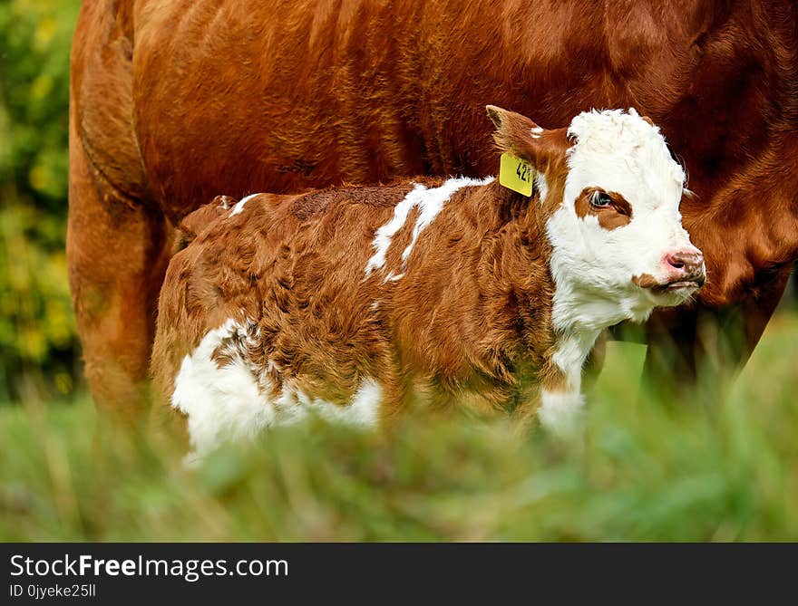 Cattle Like Mammal, Dairy Cow, Fauna, Grass