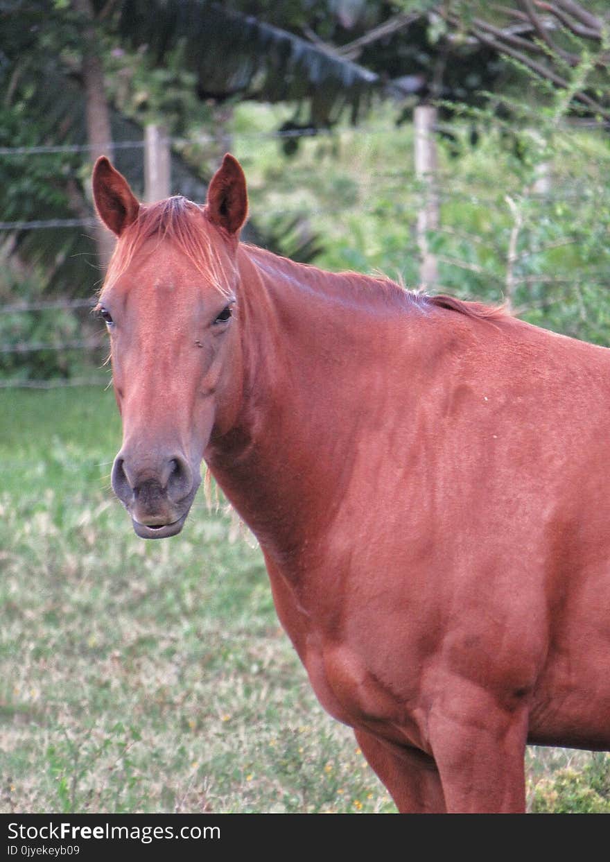 Horse, Mane, Mare, Horse Like Mammal