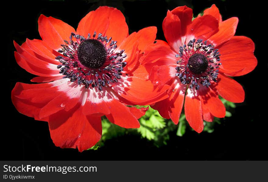 Flower, Flowering Plant, Petal, Anemone