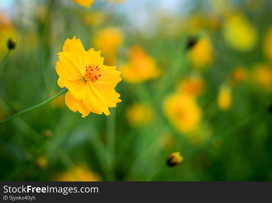 Flower, Yellow, Wildflower, Vegetation